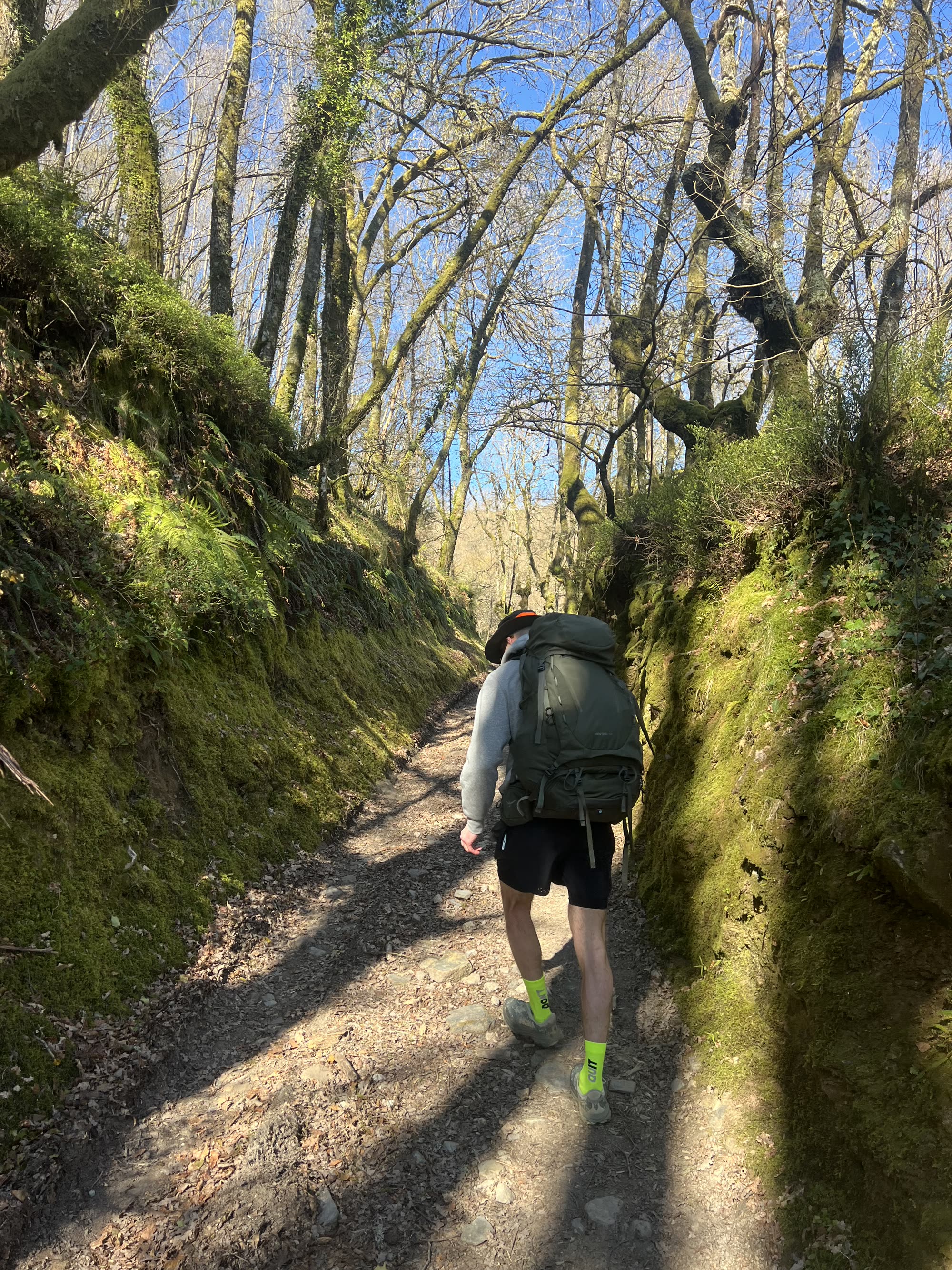 A pilgrim walking through a mossy forest trail